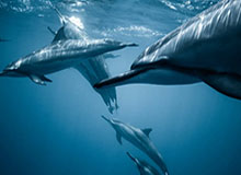 詹眉左膀右臂亮出锋芒 多人20+要成湖人新季常态？